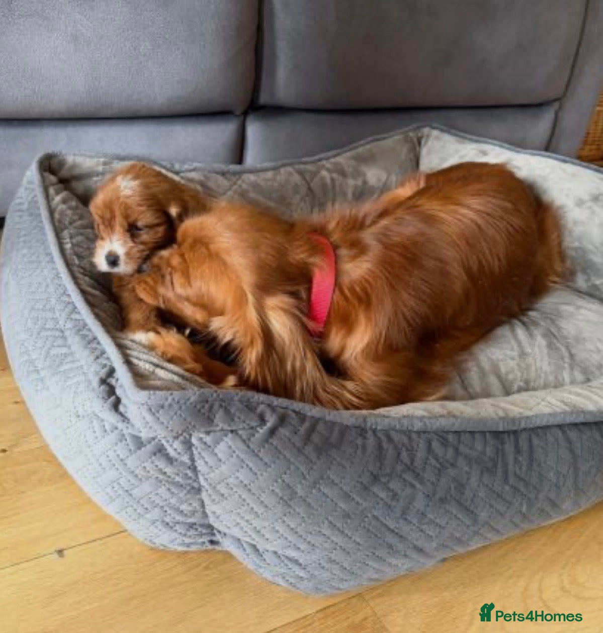 Cavapoo dogs Beautiful Cavapoo Puppy Looking for a Loving Home - Advert 2