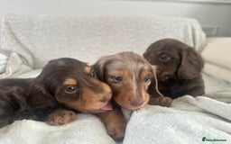 Miniature Dachshund dogs for sale: Exceptional quality long haired mini dachshunds - Image 21