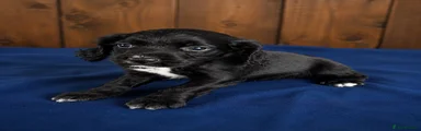 Cocker Spaniel 1