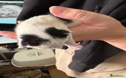 Domestic Shorthair cats for sale: 5 Domestic Shorthair Kittens - Image 5