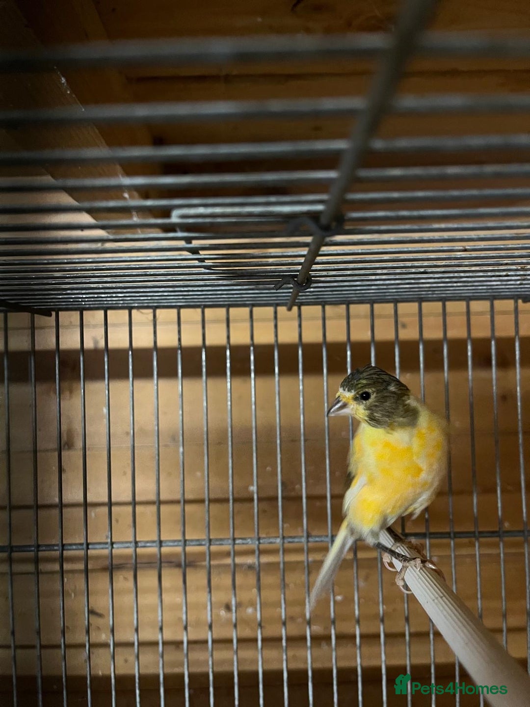 Canaries birds for sale: Coloured Canaries - This Year’s, Top Condition - Image 8