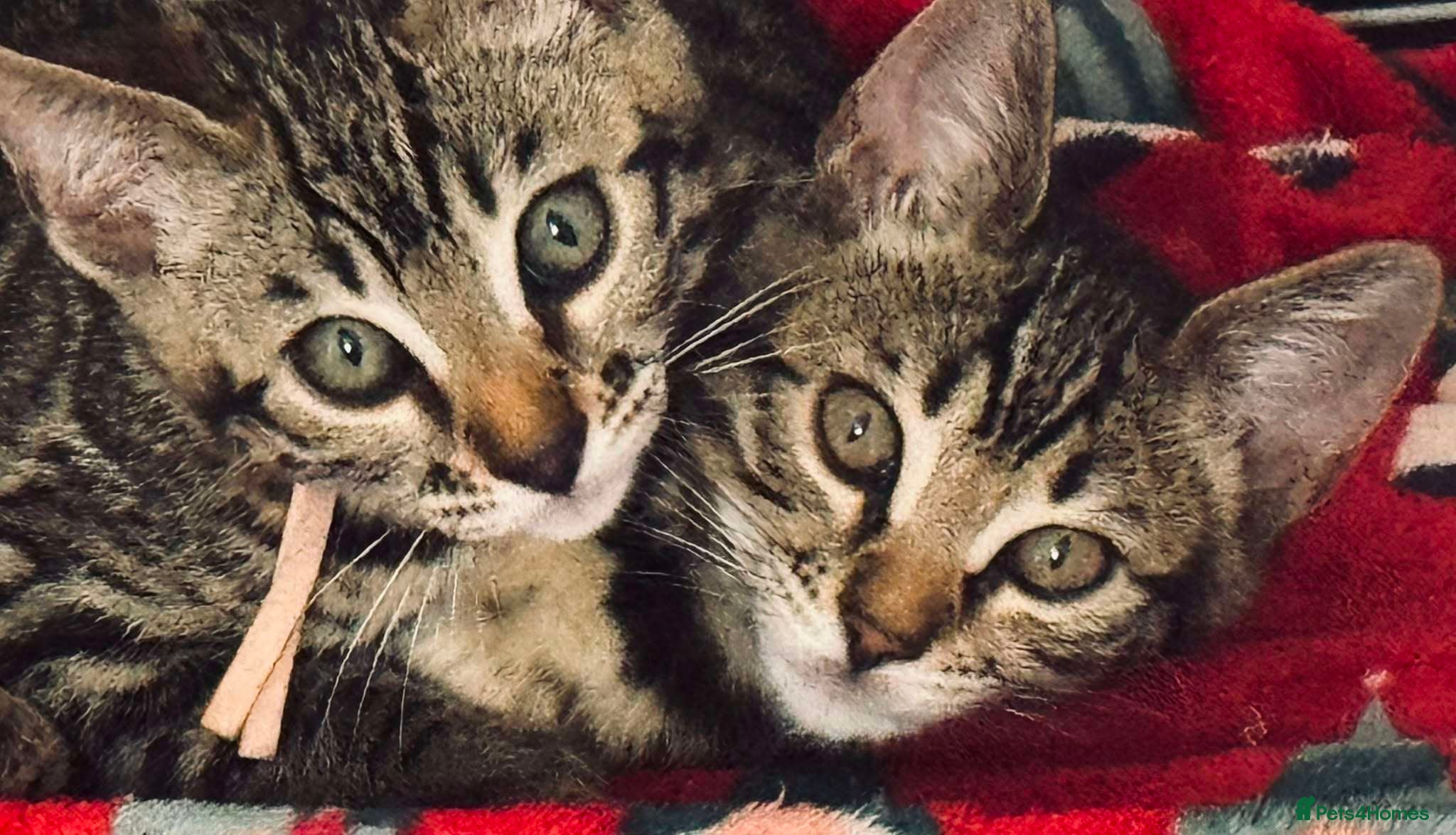 Bengal cats for sale: TICA Rare Snow & Charcoal carrying Bengal kittens! - Advert 22