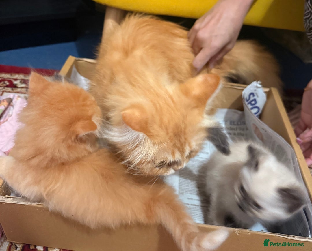 Mixed Breed cats for sale: Ragdoll X Persian kittens  - Advert 15