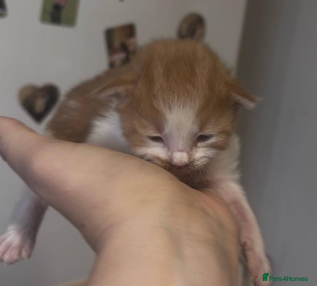 Mixed Breed cats for sale: Beautiful Kittens For Sale  - Advert 8