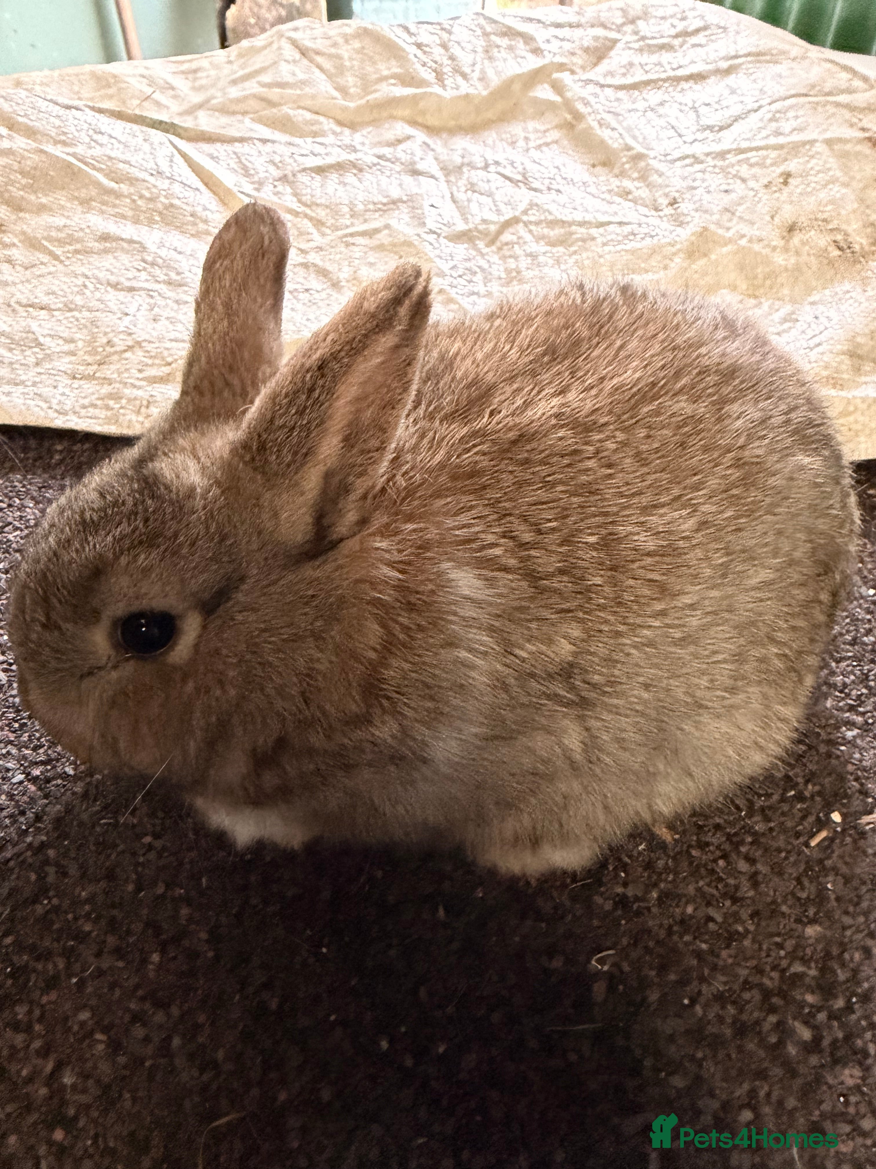 Mixed Breed rabbits 2 girls left Plush Bunnies ready 3rd Jan - Advert 8