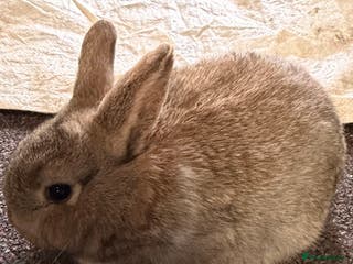 Mixed Breed rabbits 2 girls left Plush Bunnies ready now - Advert 7