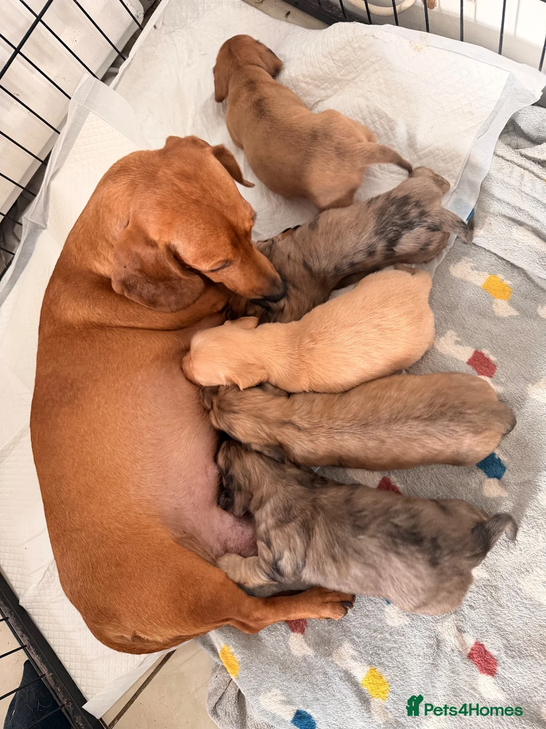 Miniature Dachshund dogs for sale: Miniature long and smooth dachshund pups in Castleford - Advert 2