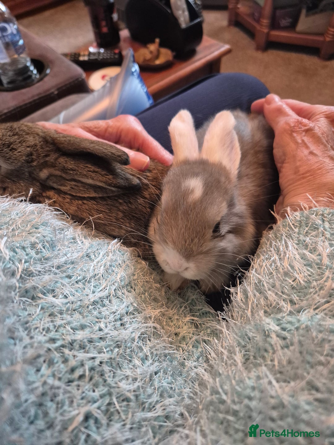 Mini Lop rabbits for sale: Lovely Male Mini Lop looking for loving new home  - Advert 5