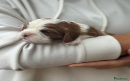 Cavalier King Charles Spaniel dogs for sale: All correct health test taken !  - Image 16