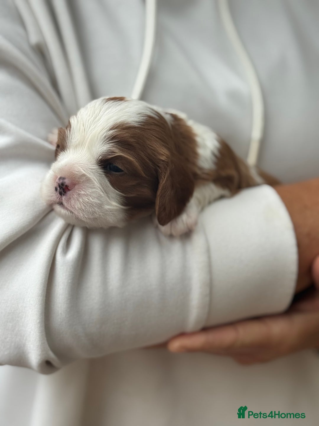 Cavalier King Charles Spaniel dogs for sale: All correct health test taken !  - Image 16