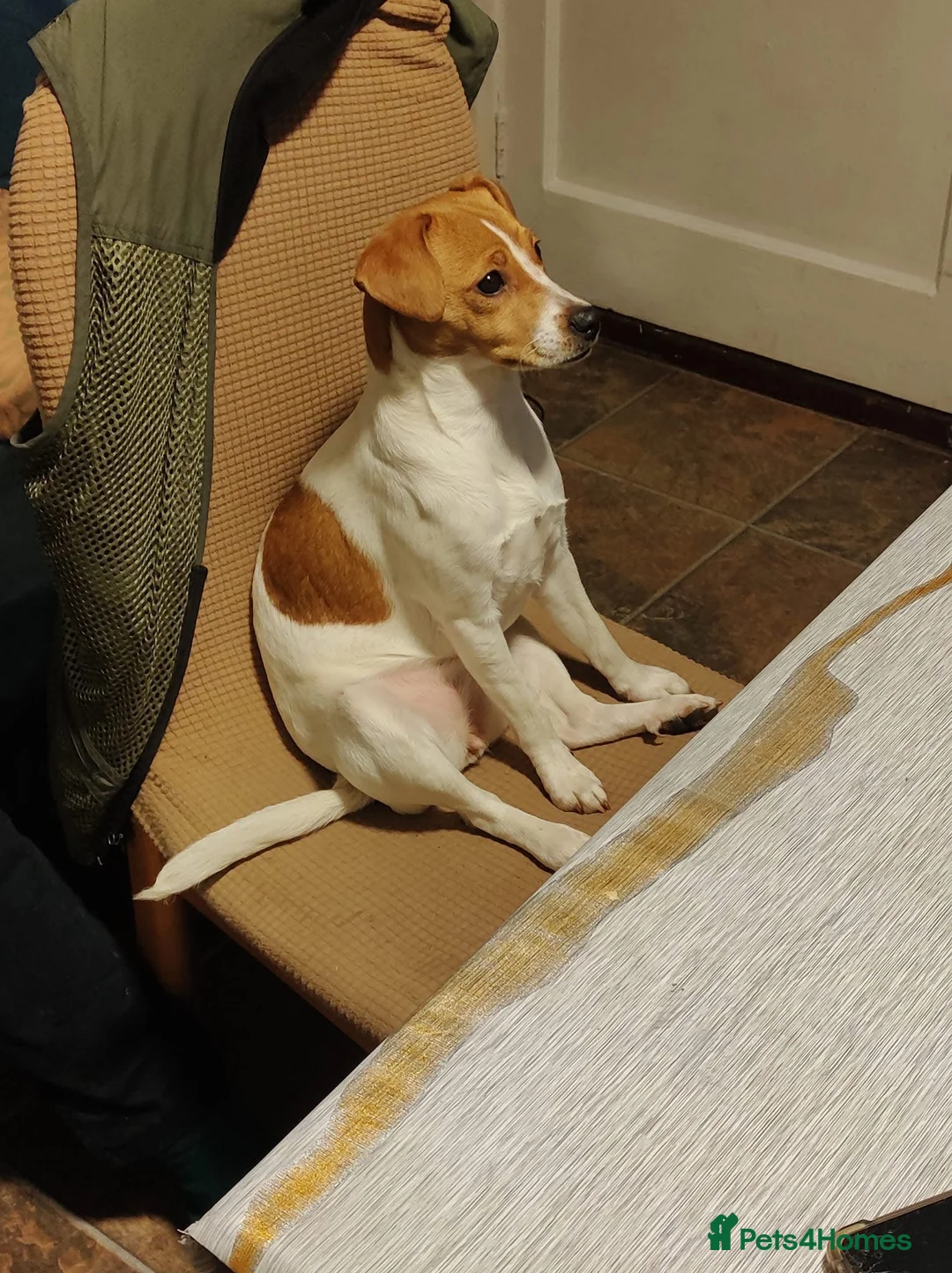 Jack Russell dogs for sale: Jack Russell  in Hull - Advert 5