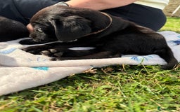 Labrador Retriever dogs for sale: KC Registered Black Labrador Pups 🐾 - Image 25