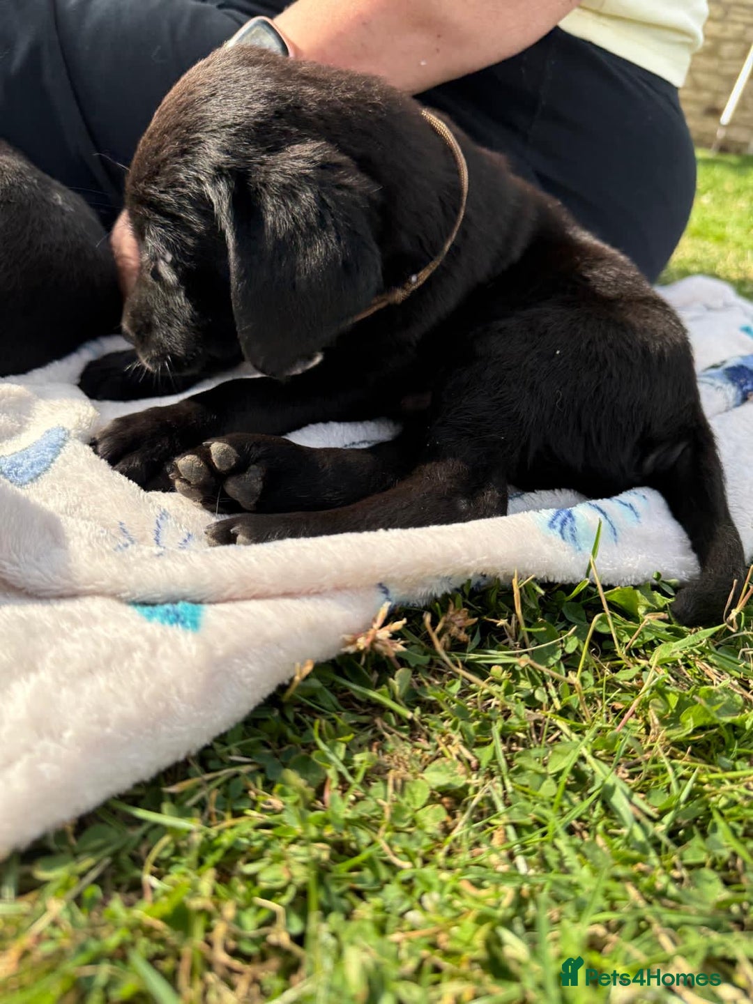 Labrador Retriever dogs for sale: KC Registered Black Labrador Pups 🐾 - Image 25