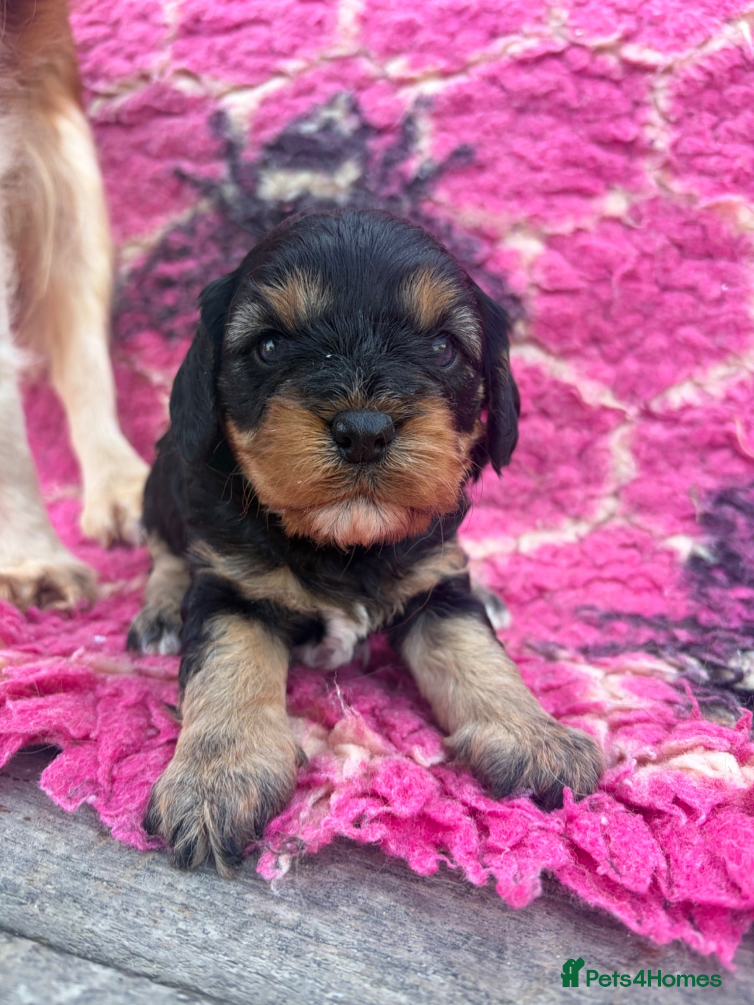 Cavapoo dogs F1 Beautiful cavapoo puppies Health tested parents - Advert 14