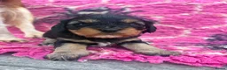 Cavapoo dogs for sale: 1 Girl Remaining READY NOW Health tested parents - Advert 17