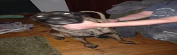 Mixed Breed dogs for sale: Belgium malinois  - Advert 1