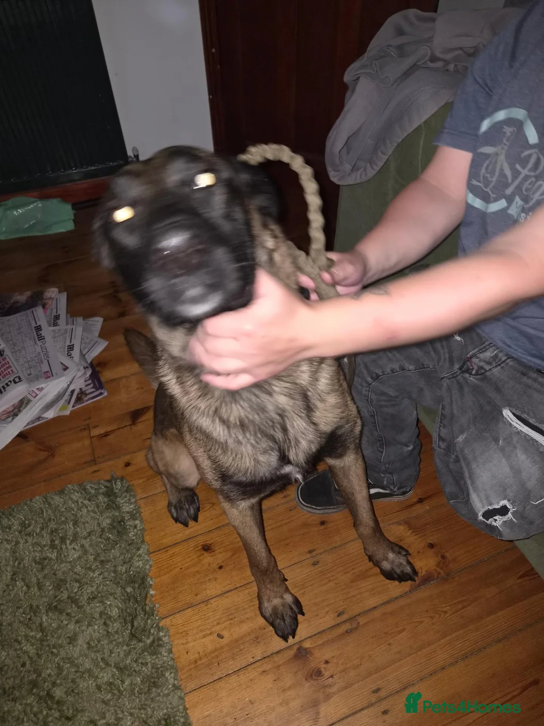 Mixed Breed dogs for sale: Belgium malinois  - Advert 1