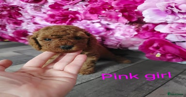 Cavapoo dogs - Advert 5