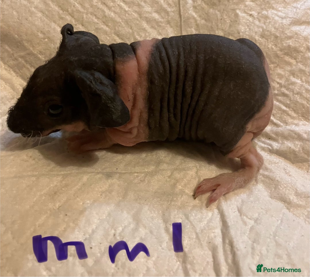 Guinea Pig rodents for sale: Well handled skinny pigs.  - Advert 14