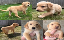 Goldendoodle dogs for sale: Goldendoodle x Aussiedoodle Pups READY TO LEAVE  - Image 4