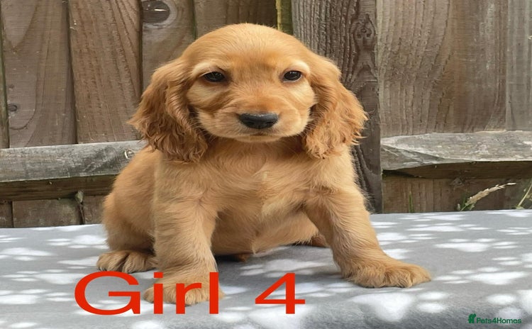 Cocker Spaniel dogs - Advert 11