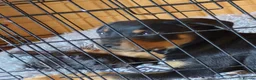Rottweiler dogs for sale: Male rottweiler puppie - Advert 4