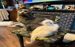 Oriental cats for sale: 5 STUNNING RAGAMESE/SIAMESE KITTENS - Image 3