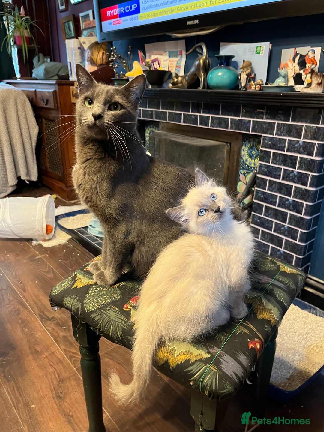 Oriental cats for sale: 5 STUNNING RAGAMESE/SIAMESE KITTENS - Image 3