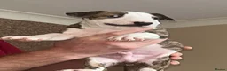 Bull Terrier dogs for sale: English bull terrier puppies  - Advert 6