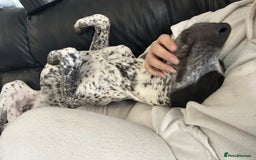 Mixed Breed dogs for sale: 2 male dogs  - Image 9