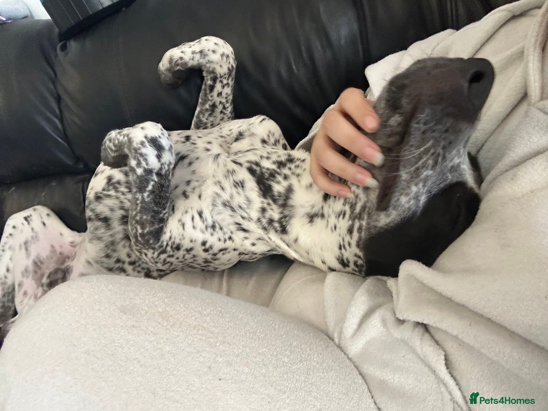 Mixed Breed dogs for sale: 2 male dogs  - Image 9