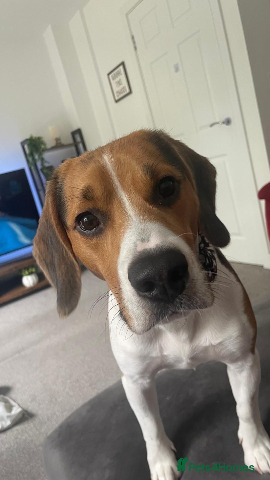 Beagle dogs for sale: Bruno the beagle - Advert 1