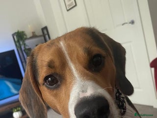 Beagle dogs Bruno the beagle - Advert 2