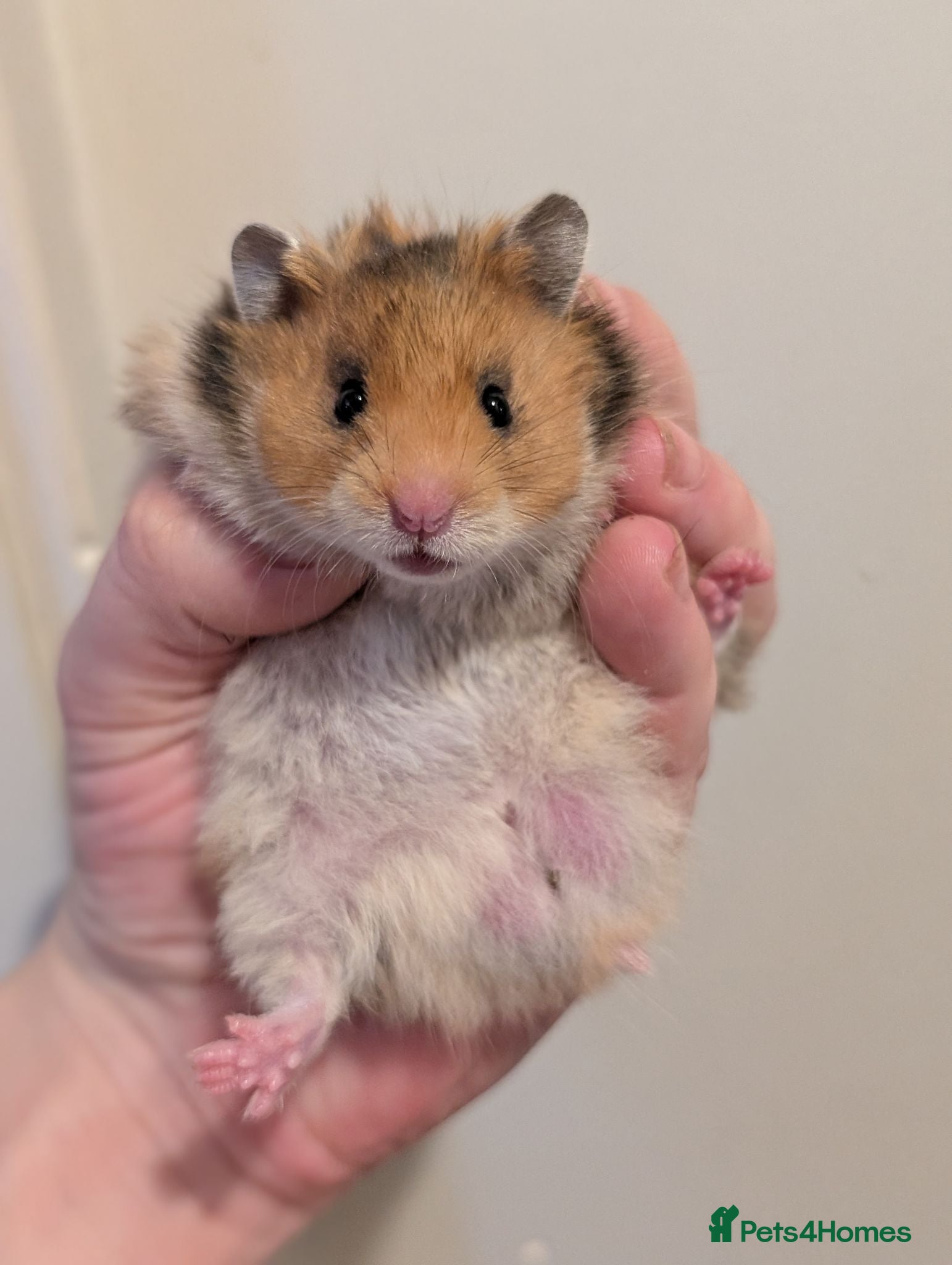 Hamster rodents Pedigree baby Syrians  - Advert 1