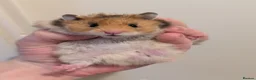 Hamster rodents for sale: Pedigree baby Syrians  - Advert 1