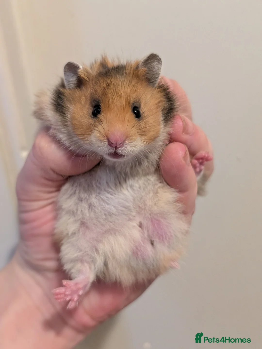 Hamster rodents for sale: Pedigree baby Syrians  - Advert 1