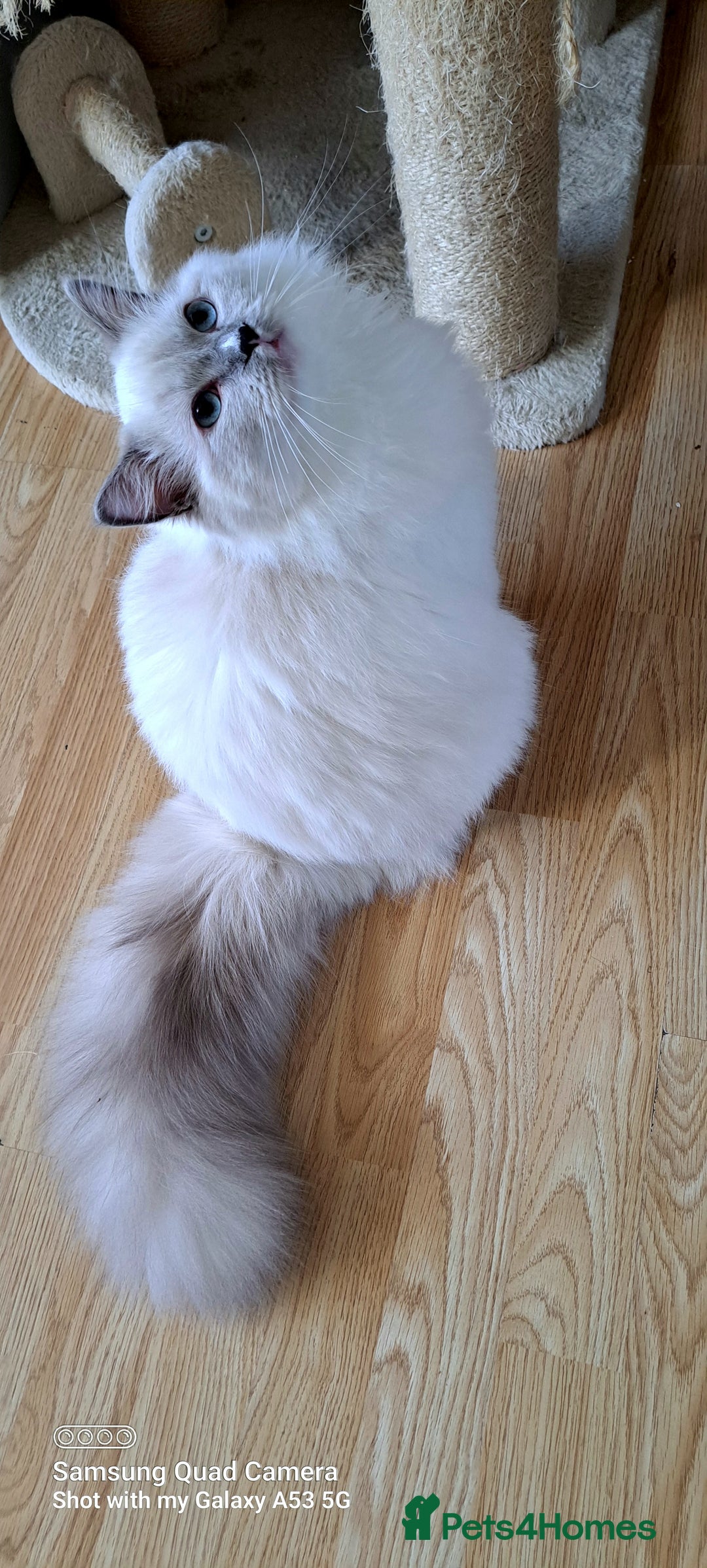 Ragdoll cats for sale: GCCF reg Ragdoll kittens  - Advert 15