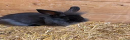 Mini Lion Lop rabbits for sale: Baby Rabbits for sale  - Advert 10