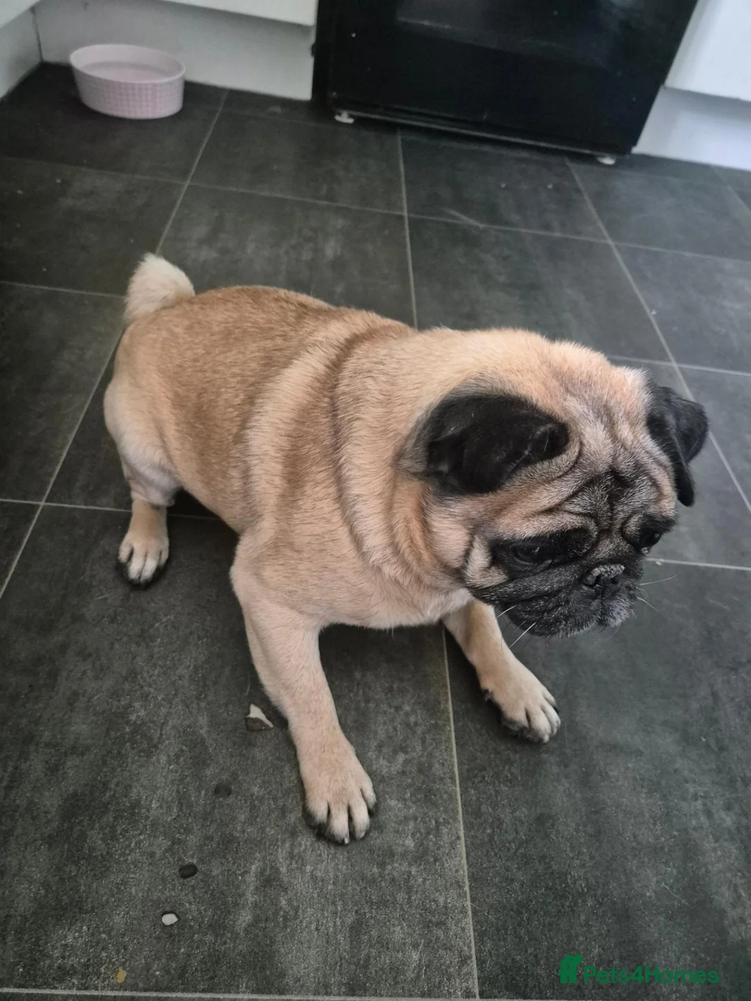 Pug dogs for stud: DOG FOR STUD - Advert 2