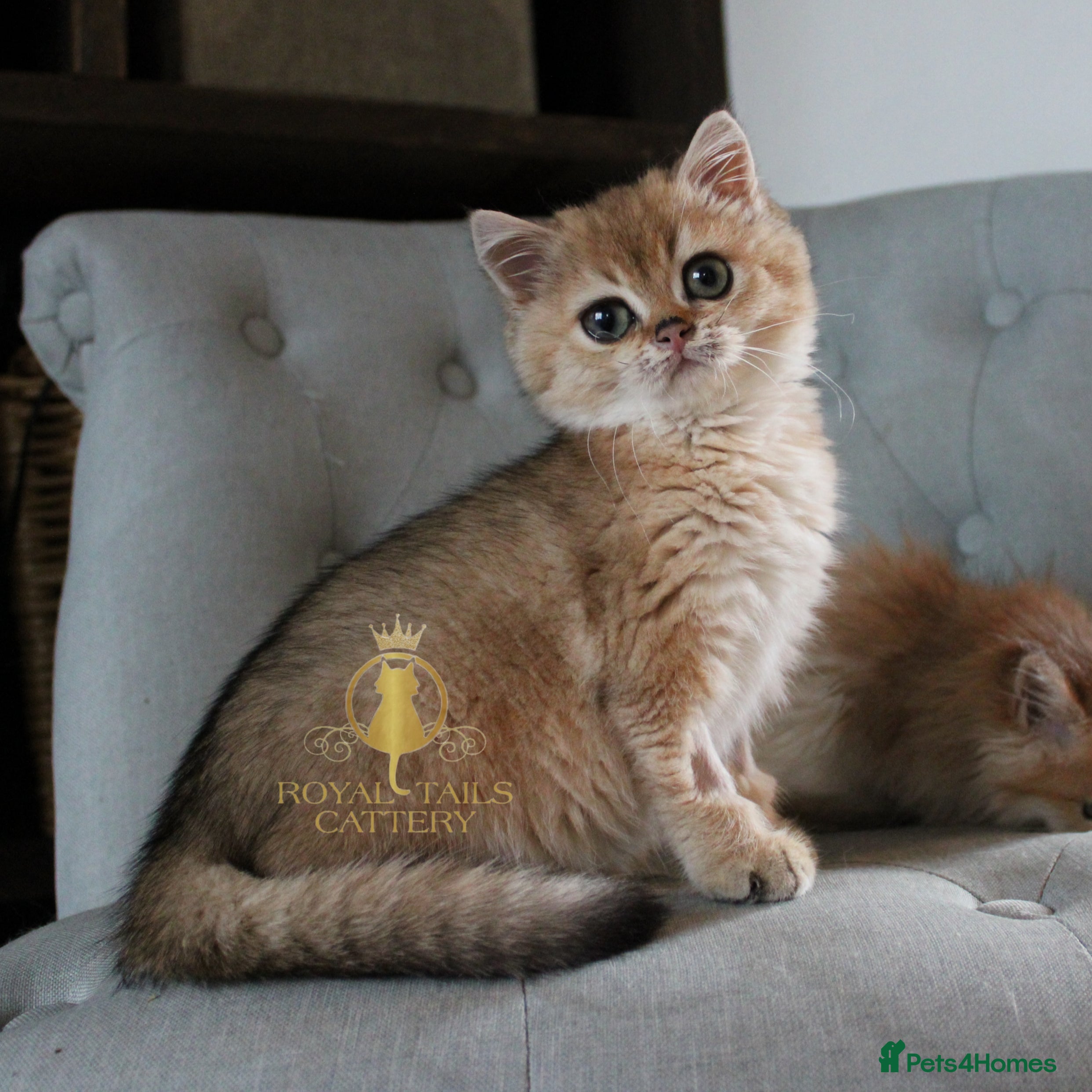 British Shorthair cats Super loving boy  - Advert 1