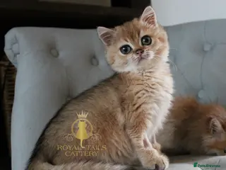 British Shorthair cats Super loving boy - Advert 1