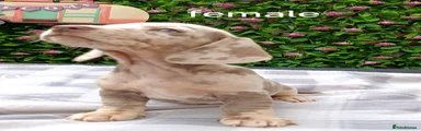 Dachshund 7