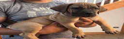 Boerboel dogs for sale: South African boerboel - Advert 20
