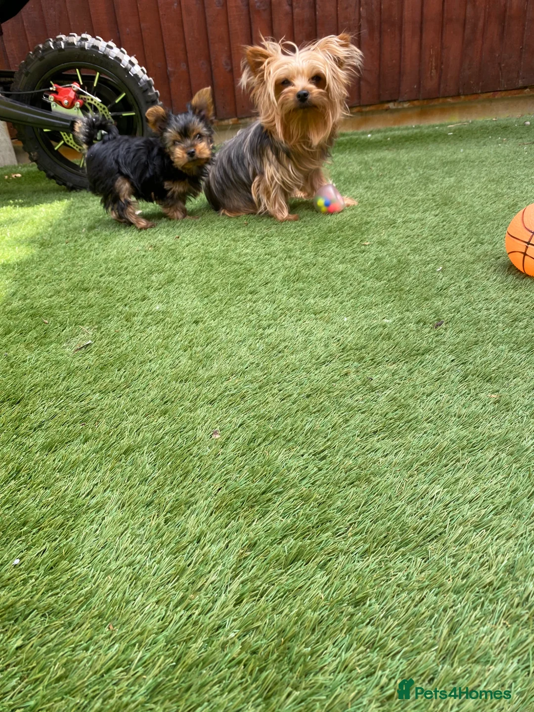 Yorkshire Terrier dogs for sale: Yorkshire Terrier boy  - Advert 1