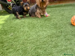 Yorkshire Terrier dogs Yorkshire Terrier boy - Advert 4