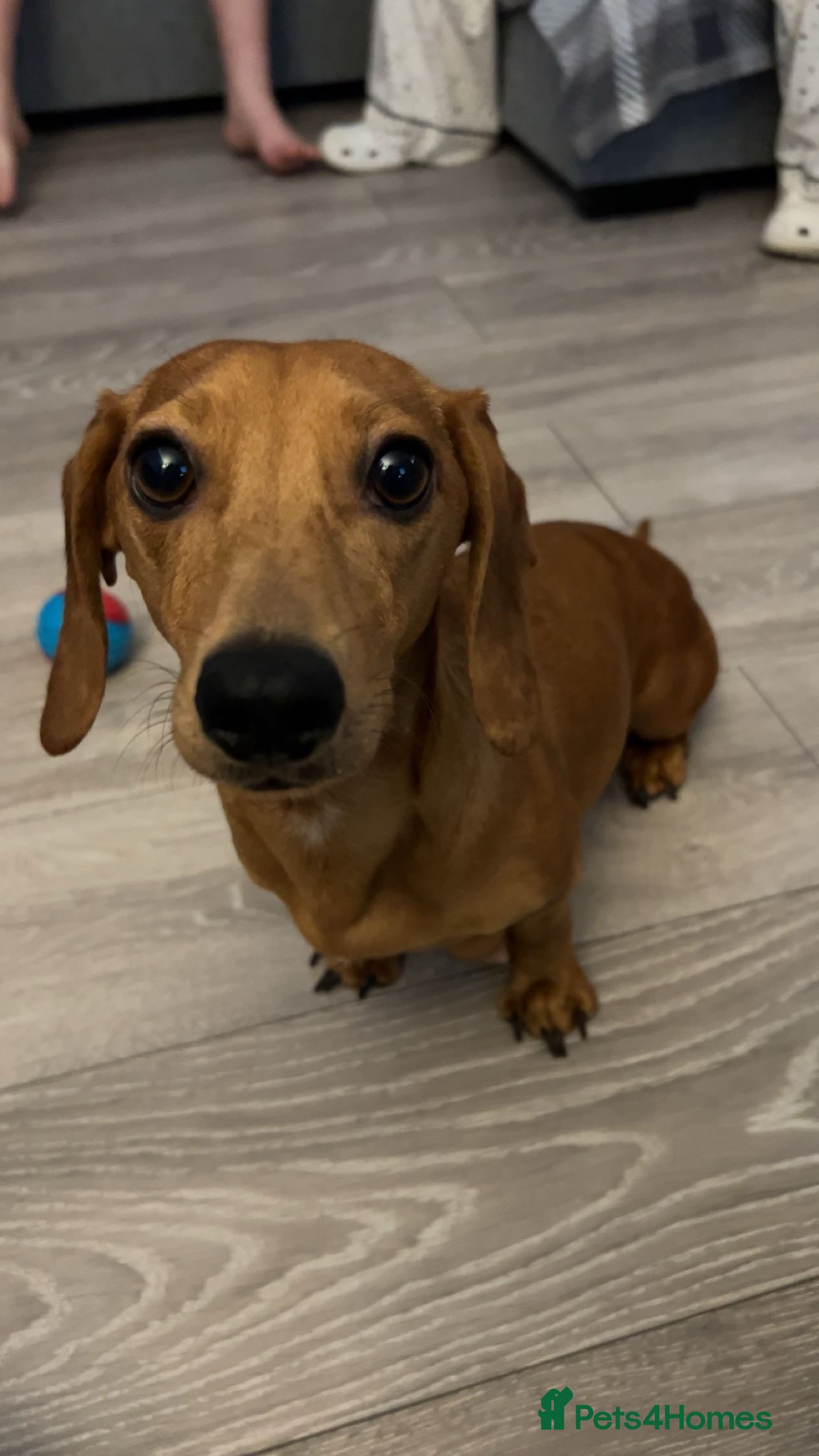 Dachshund dogs Dachshund Puppies - Advert 1