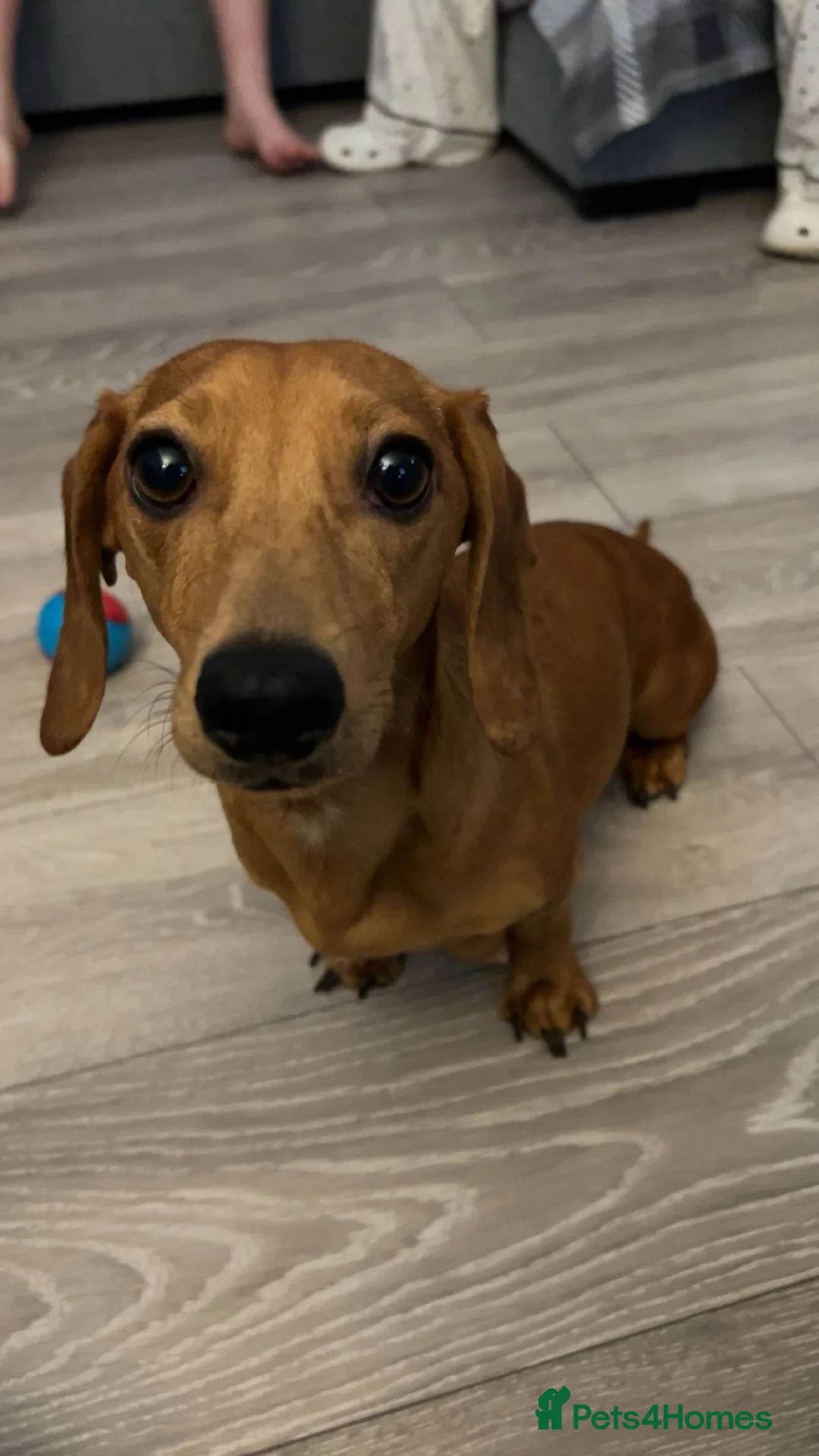 Dachshund dogs for sale: Dachshund Puppies - Advert 1