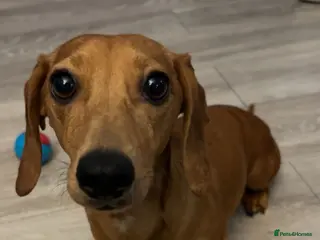 Dachshund dogs Dachshund Puppies - Advert 1