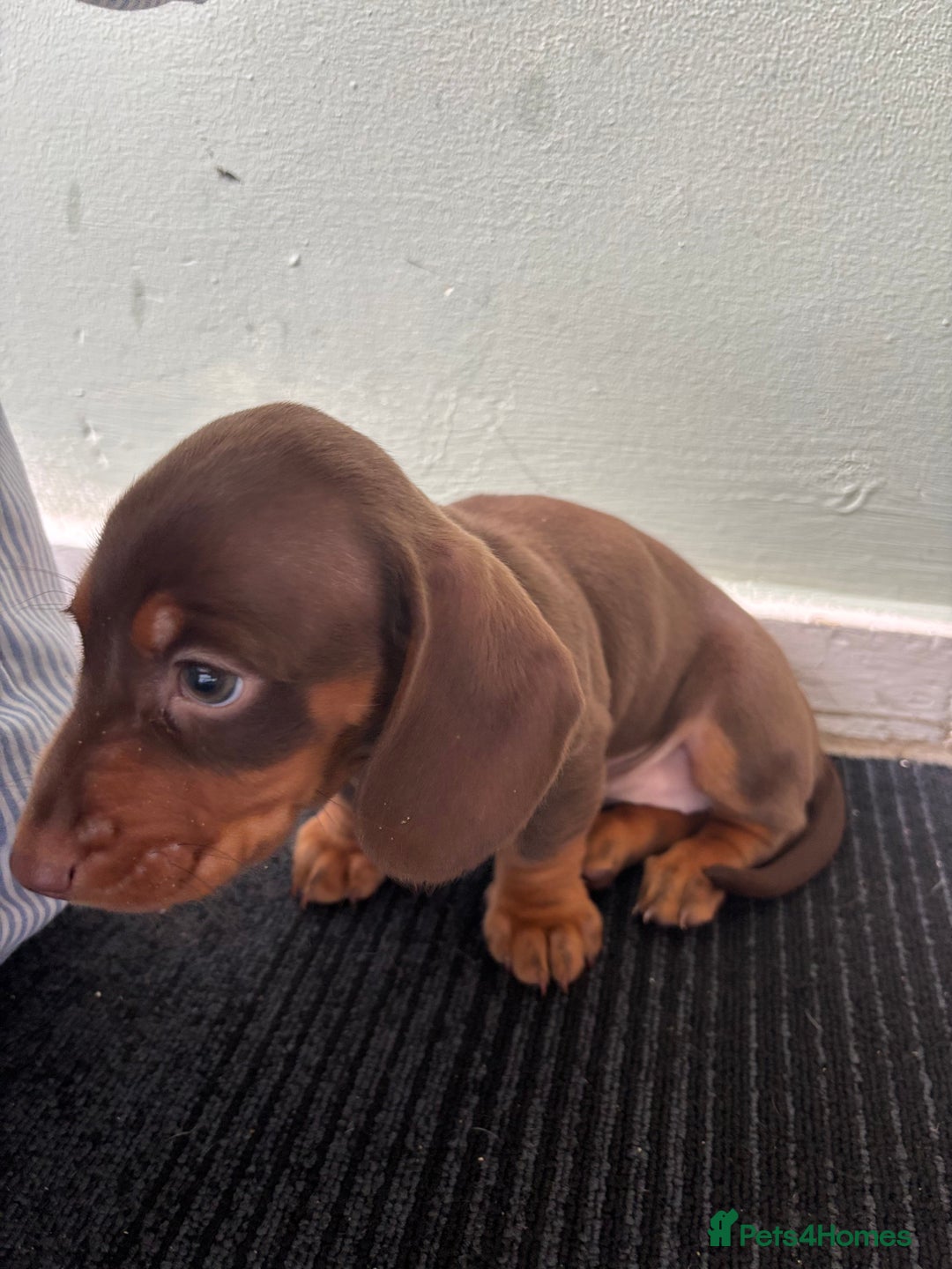 Miniature Dachshund dogs for sale: Mini chocolate Dachshunds in Luton - Image 21