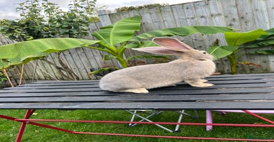 Continental Giant rabbits - Advert 2